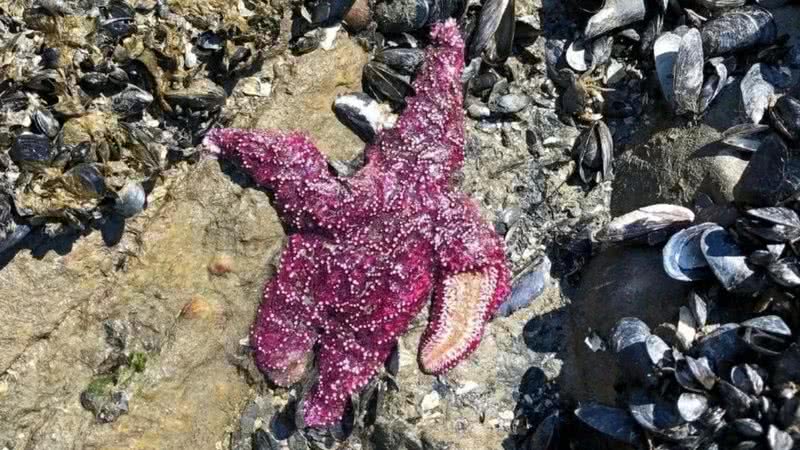 Animal marinho morto em decorrência do calor, em praia canadense - Divulgação/Christopher Harley/University of British Columbia.