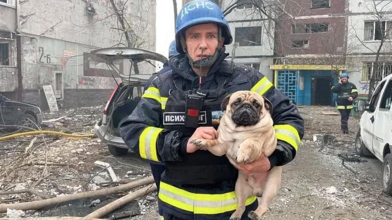 O pug resgatado após um míssil ter atingido um prédio residencial em Zaporíjia - Reprodução / Serviço de Emergência ucraniano