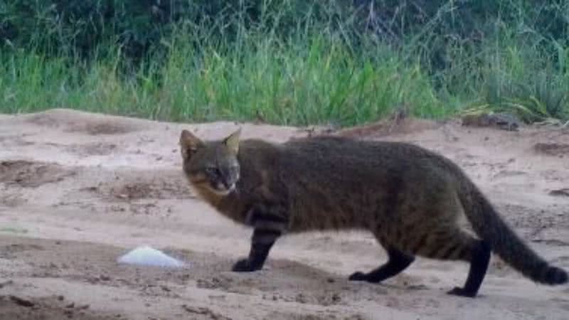 Imagem ilustrativa de Leopardus braccatus - Reprodução / Vídeo