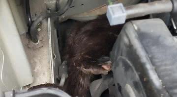 Imagem da lontra resgatada na Escócia - Divulgação/Facebook/Scottish SPCA