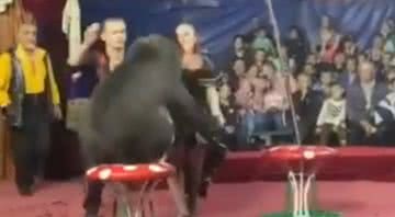 Imagem da apresentação do urso em circo russo - Divulgação/Twitter/@siberian_times