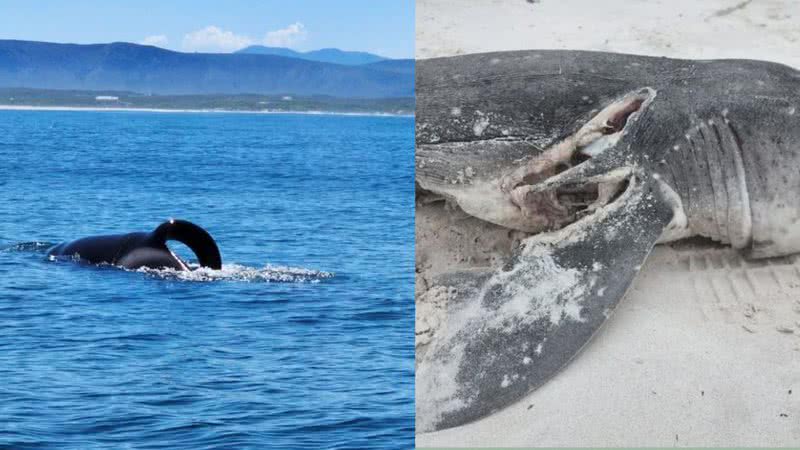 Imagem das orcas à esquerda e imagem de um tubarão morto pela dupla à direita - Reprodução / Facebook