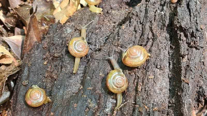 Caracol indiano - Divulgação/Marcos Bornschein