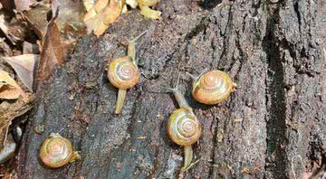 Caracol indiano - Divulgação/Marcos Bornschein