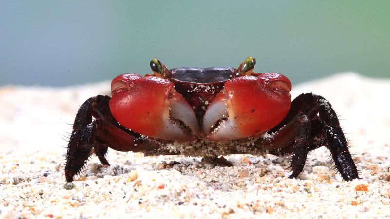 Fotografia meramente ilustrativa de caranguejo - Divulgação/ Freepik/ kuritafsheen77