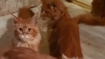 Gatos foram encontrados em situação precária - Divulgação / vídeo / The Sun