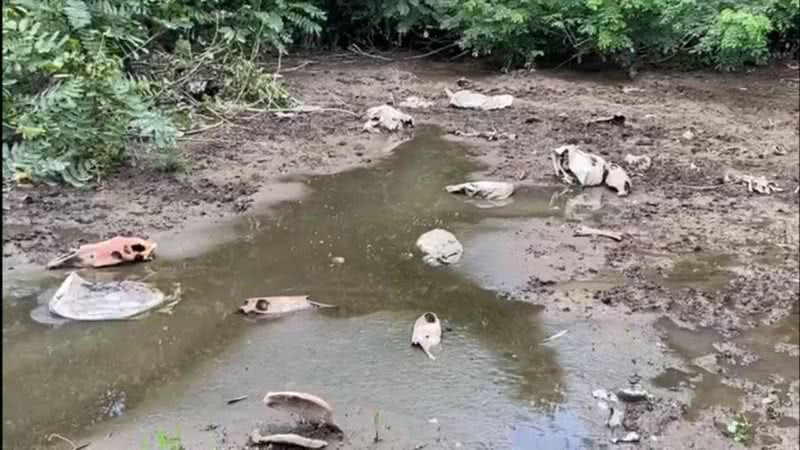 Um cemitério de cavalos foi encontrado em Cuiabá - Divulgação/DEMA