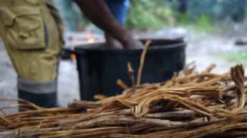 Preparo do chá Ayahuasca - Reprodução/YouTube/CanalHistoryBrasil