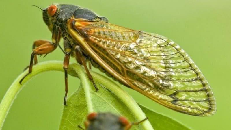 Imagem da cigarra - Divulgação/ Thomas V. Myers/ National Pest Management