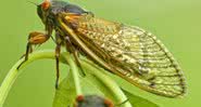 Imagem da cigarra - Divulgação/ Thomas V. Myers/ National Pest Management