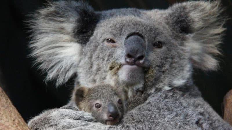 Fotografia de Willow com seu mais novo filhote - Divulgação/Zoológico Taronga