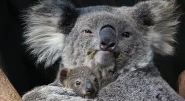 Fotografia de Willow com seu mais novo filhote - Divulgação/Zoológico Taronga