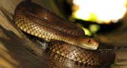 Pseudonaja textilis, conhecida como cobra-marrom - Wikimedia Commons