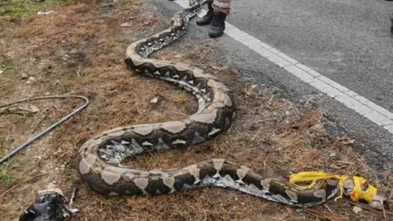 Cobra encontrada após engolir cabra - Divulgação / Departamento de Bombeiros e Resgate da Malásia