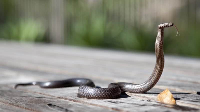 Foto ilustrativa de cobra - Foto de Pexels, via Pixabay