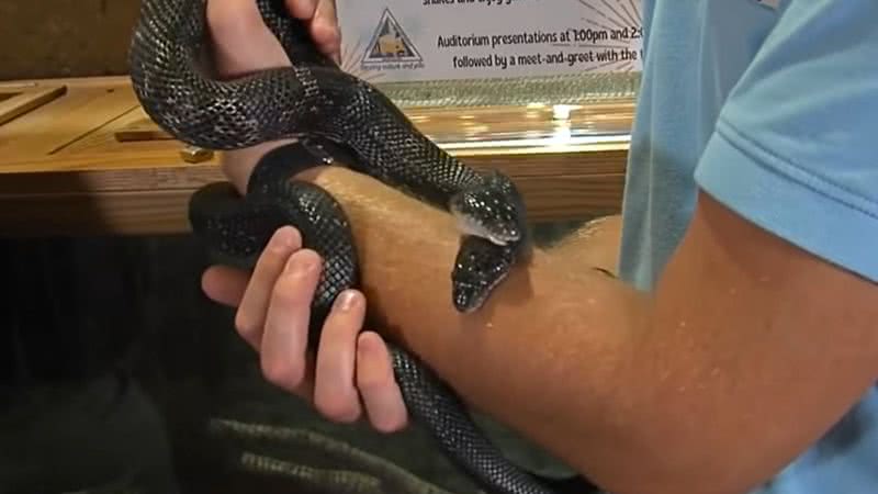 Imagem da impressionante cobra de duas cabeças - Divulgação/ Vídeo/ WSIL News 3