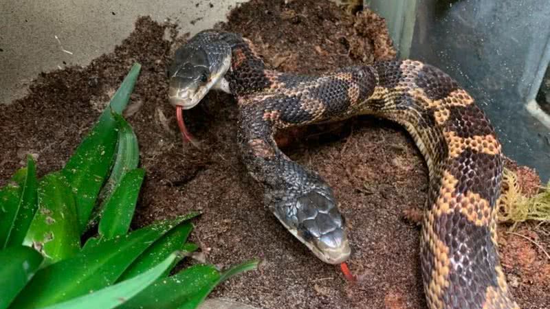 Imagem da cobra que possui duas cabeças - Reprodução/Facebook/Cameron Park Zoo