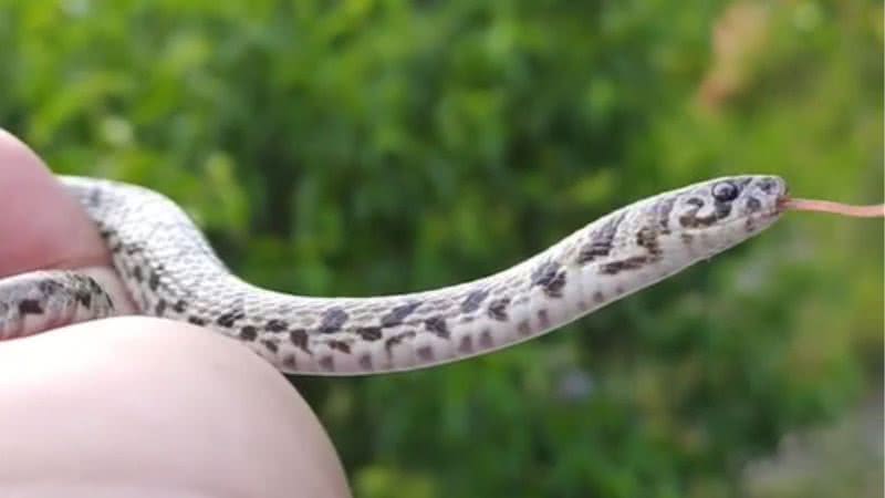 Cobra do Himalaia fotografada por estudante - Divulgação/Instagram/@himalayan_xplorer