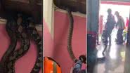 Cobras gigantes caindo do teto de uma casa, na Malásia (esq/centro) e bombeiros retirando os animais do local (dir.) - Reprodução/Vídeo