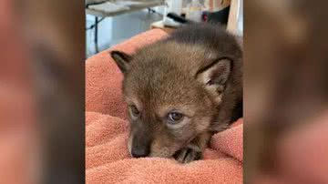 O coiote resgatato pela família em Massachusetts, nos EUA - Divulgação/Cape Wildlife Center