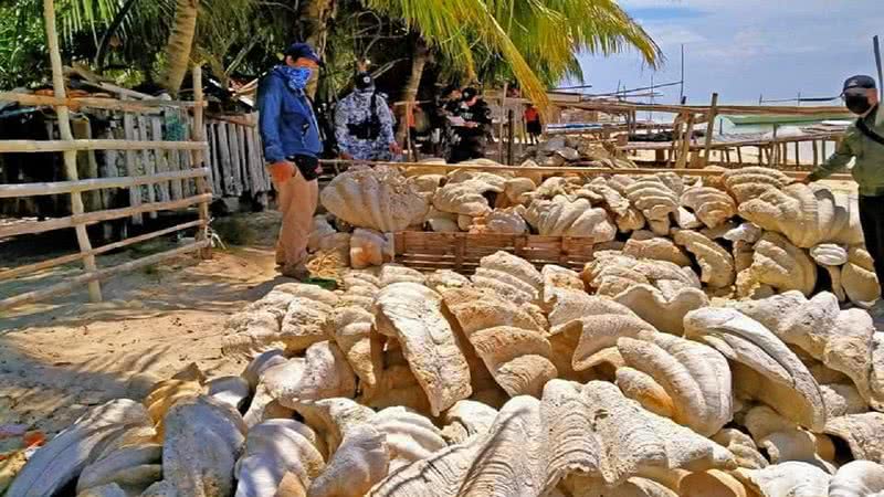 Conchas gigantes que foram apreendidas - Divulgação/Facebook/Guarda Costeira das Filipinas