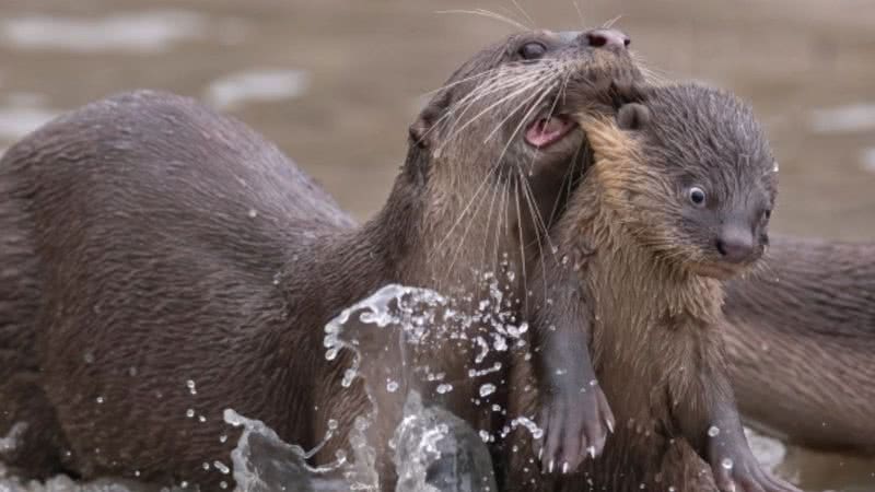 Lontra carregando filhote venceu categoria de animais aquáticos - Divulgação/Chee Kee Teo/Comedy Wildlife Photography Awards 2021