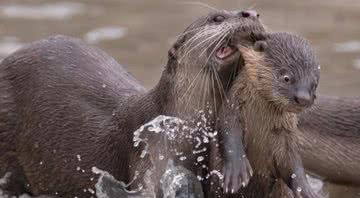 Lontra carregando filhote venceu categoria de animais aquáticos - Divulgação/Chee Kee Teo/Comedy Wildlife Photography Awards 2021