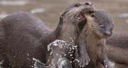 Lontra carregando filhote venceu categoria de animais aquáticos - Divulgação/Chee Kee Teo/Comedy Wildlife Photography Awards 2021