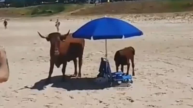 Gravação antiga mostra vacas em Córsega - Divulgação/Vídeo/ABC7news/2017