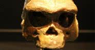 Crânio de Homo Erectus - Wikimedia Commons