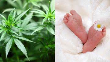 Imagens ilustrativas de maconha e de bebê - Foto de 7raysmarketing e kelin, via Pixabay