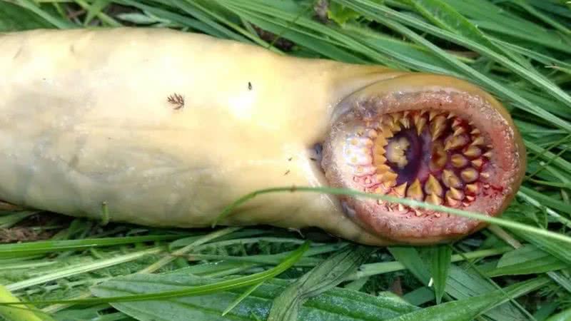 Criatura encontrada no País de Gales - Reprodução / Redes Sociais / Instagram / @coastal_foraging_with_craig