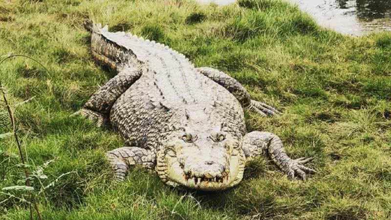 Crocodilo de fazenda australiana - Reprodução/Redes Sociais/kooranacrocodilefarm