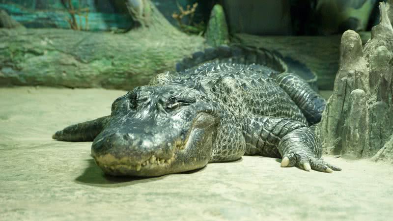 Saturno, crocodilo quando ainda estava vivo - Wikimedia Commons