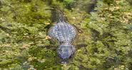 Imagem meramente ilustrativa de crocodilo em lago - Divulgação/Pixabay