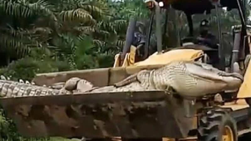 Imagem do crocodilo morto sendo carregado - Divulgação / The Sun