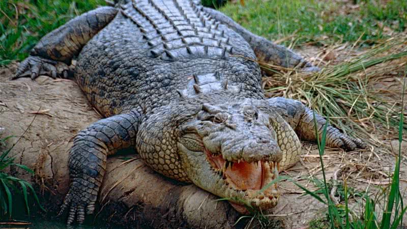 Imagem ilustrativa de crocodilo-de-água-salgada, espécie encontrada na Austrália - Bernard Dupont via Wikimedia Commons