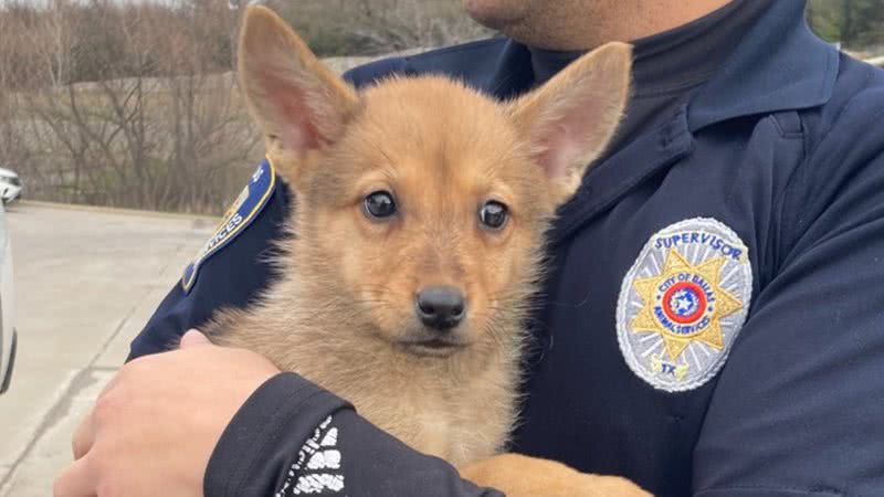 Filhote encontrado pela ONG Dallas Animal Services Adoption Center, nos EUA - Reprodução/Youtube/WFAA