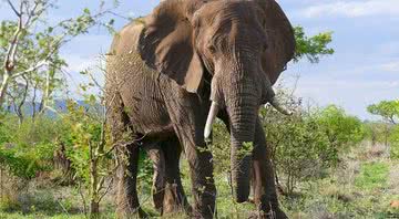 Fotografia de elefante africano - Wikimedia Commons