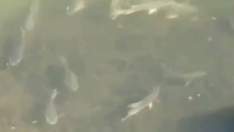 Trecho de vídeo mostrando peixes no Rio Pinheiros - Divulgação