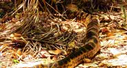 Trecho do vídeo que mostra a imensa cobra - Divulgação/ Instagram/ caimanpantanal