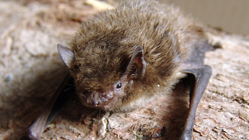 Pipistrelle de Nathusius, em fotografia - Mnolf/Wikimedia Commons