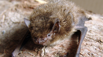 Pipistrelle de Nathusius, em fotografia - Mnolf/Wikimedia Commons