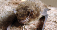 Pipistrelle de Nathusius, em fotografia - Mnolf/Wikimedia Commons