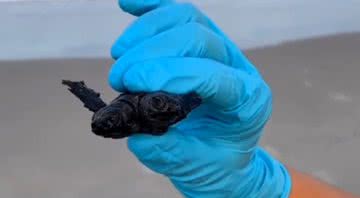 Trecho de vídeo que mostra o animal - Divulgação / Facebook/ Cape Hatteras National Seashore