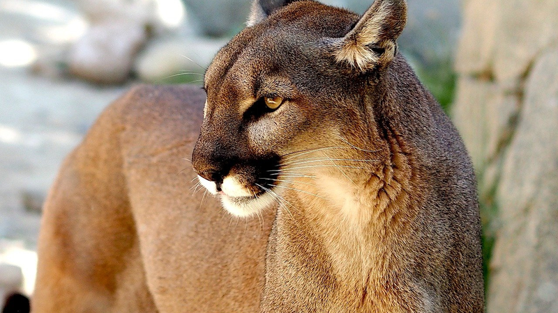 Imagem ilustrativa de puma - Imagem de Sabolaslo por Pixabay