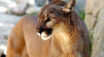 Imagem ilustrativa de puma - Imagem de Sabolaslo por Pixabay