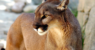 Imagem ilustrativa de puma - Imagem de Sabolaslo por Pixabay