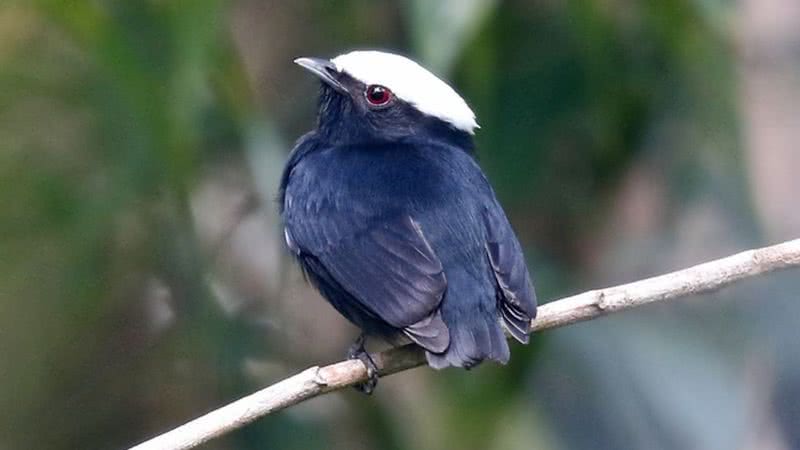 Manakin-de-coroa-branca - Divulgação / Phillip Edwards, Macaulay Library e Cornell Lab of ornithology