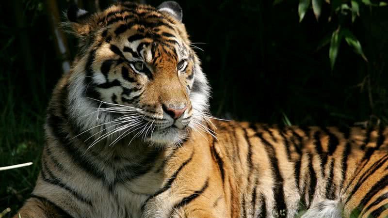 Imagem ilustrativa de Tigre - Getty Images